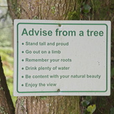 C1000 J Trebah garden 04