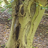 C1000 J Trebah garden 08