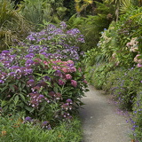 C1000 J Trebah garden 09