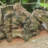 C1000 J Trebah garden 10