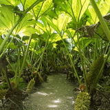 C1000 J Trebah garden 14