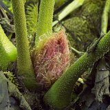 C1000 J Trebah garden 15