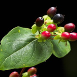 C1000 J Trebah garden 17