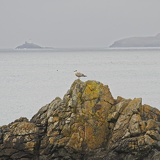 C1000 L Cornwall st-Ives33