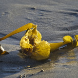 C1000 M Kynance cove 87