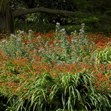 C1000 N Trebetherick 03