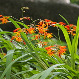 C1000 N Trebetherick 04