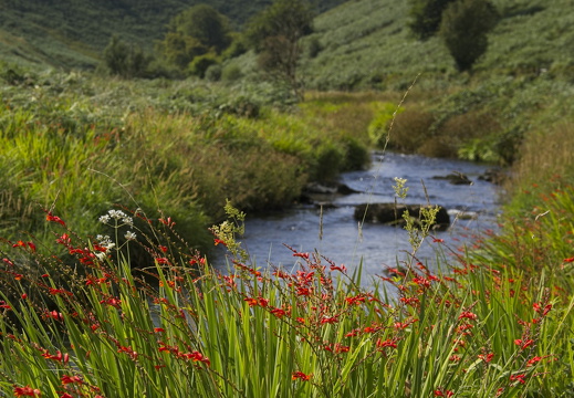 C1000 O Exmoor 30