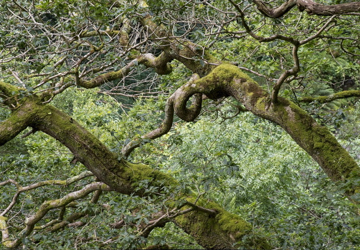 C1000 Q Lynton-Lynmouth 09