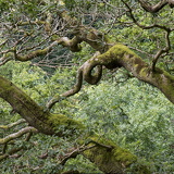 C1000 Q Lynton-Lynmouth 09