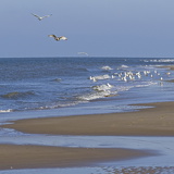 Holland - 03 - Bergen 07