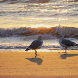 Holland - 03 - Bergen 11