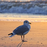 Holland - 03 - Bergen 13