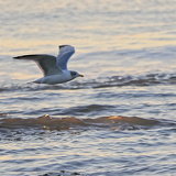 Holland - 03 - Bergen 14