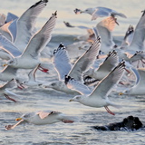 Holland - 03 - Bergen 15