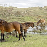 Holland - 03 - Bergen 30