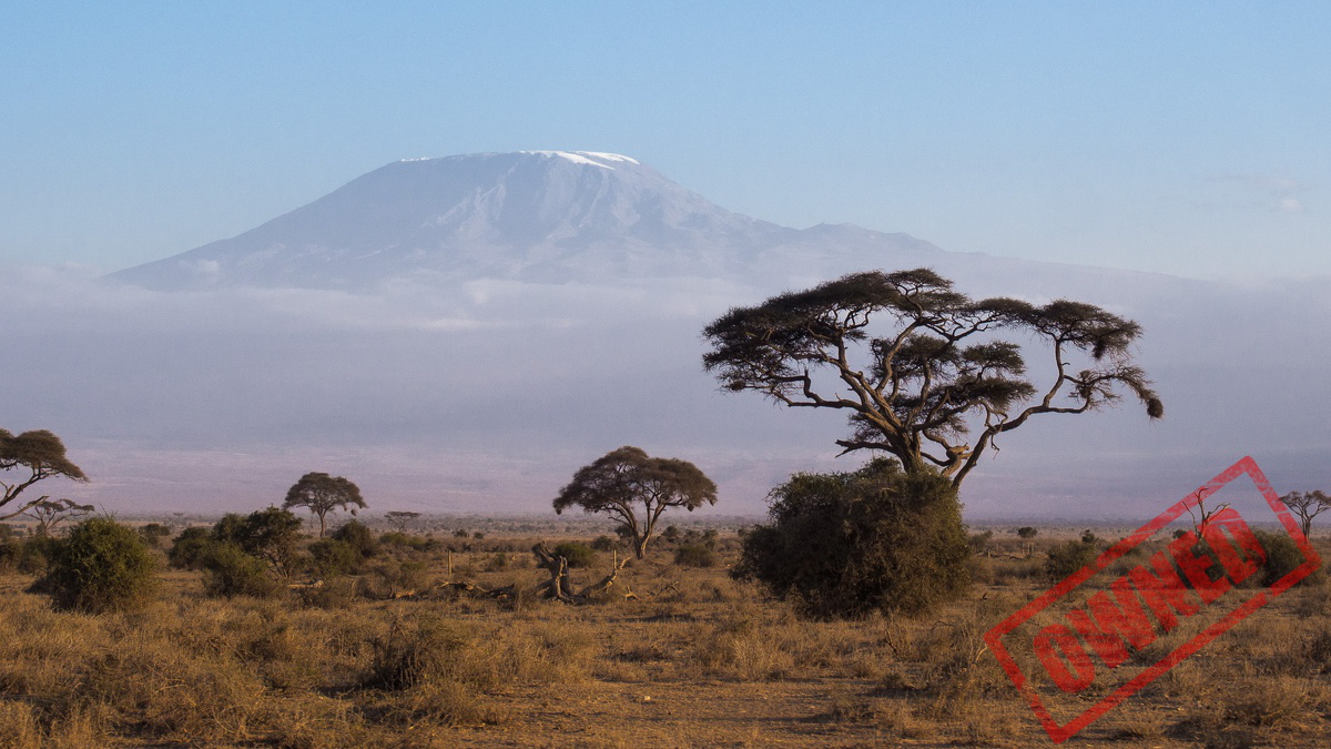 Akazie mit Kilimanjaro