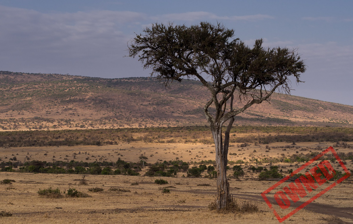Lonely tree, Masai mara