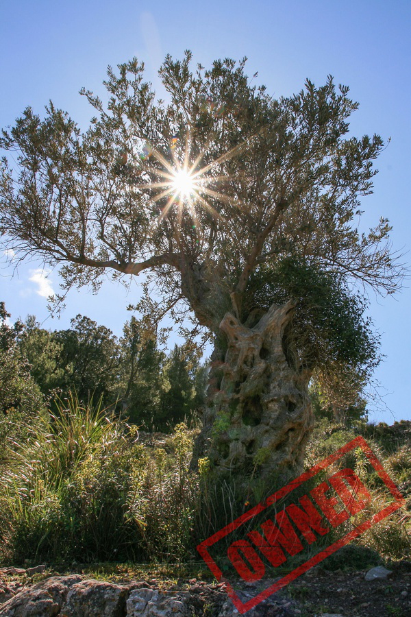 Olivenbaum, Mallorca